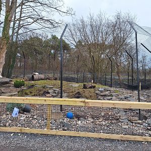 Arctic Fox Enclosure