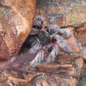Chilean Rose Tarantula