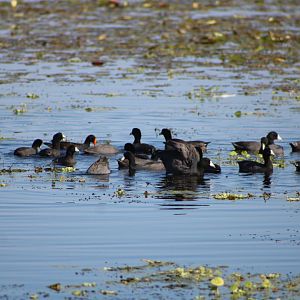 American Coots (Fulica americana)
