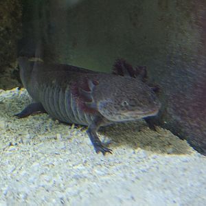 Axolotl