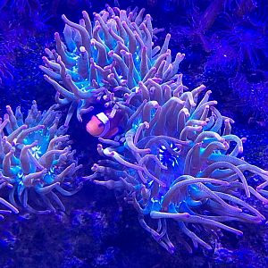 Clownfish and Anemones