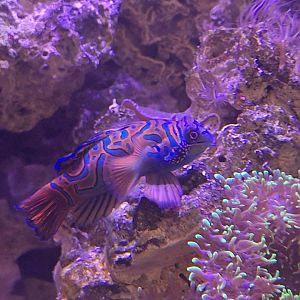 Mandarin Dragonet