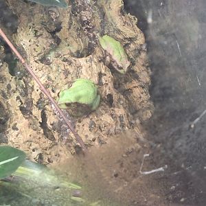 Andean Marsupial Frogs