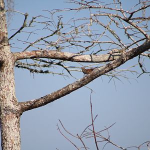 Swamp Sparrow (Melospiza georgiana)