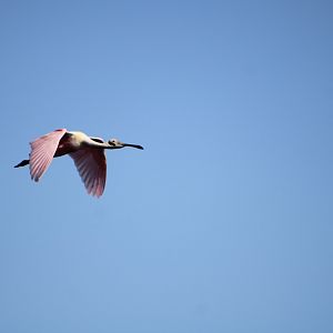 Roseate Spoonbill in Flight (Platalea ajaja)