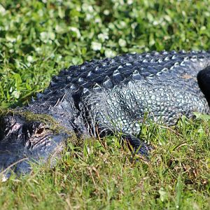 American Alligator (Alligator mississippiensis)
