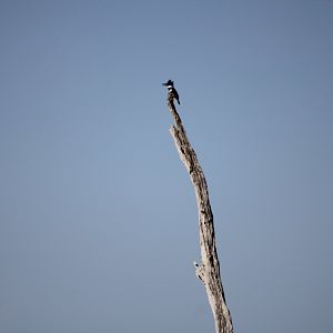 Belted Kingfisher (Megaceryle alcyon)