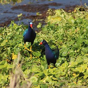 Purple Gallinules (Porphyrio martinica)