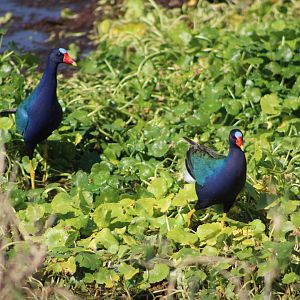 Purple Gallinules (Porphyrio martinica)