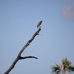 Red-Shouldered Hawk (Buteo lineatus ssp.)