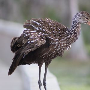 Limpkin (Aramus guarauna pictus)