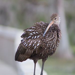 Limpkin (Aramus guarauna pictus)
