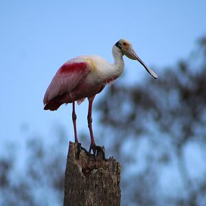 Roseate Spoonbill (Platalea ajaja)