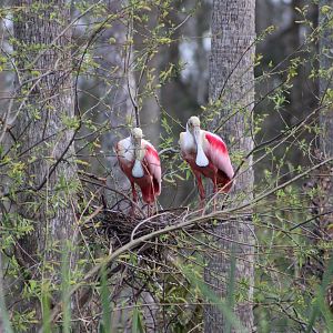 Roseate Spoonbills (Platalea ajaja)