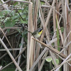 Common Yellowthroat (Geothlypis trichas)