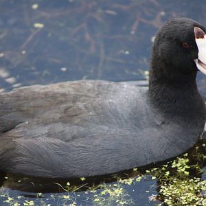 American Coot (Fulica americana)