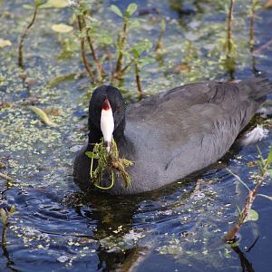 American Coot (Fulica americana)