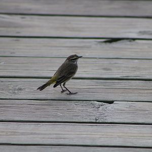 Palm Warbler (Setophaga palmarum)