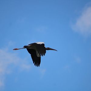 Wood Stork in Flight (Mycteria americana)