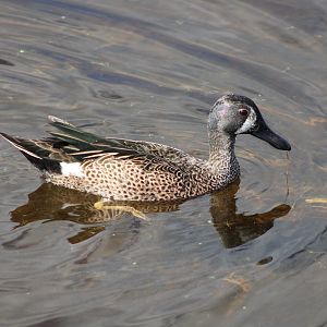 Blue-Winged Teal (Spatula discors)