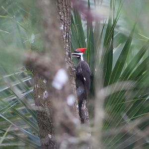 Southern Pileated Woodpecker (D. p. pileatus)