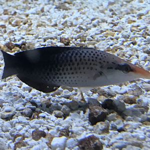 Wrasse at Adventure Aquarium in Camden