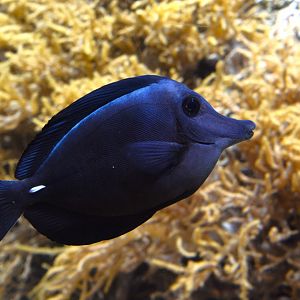 Longnose surgeonfish (Zebrasoma rostratum)
