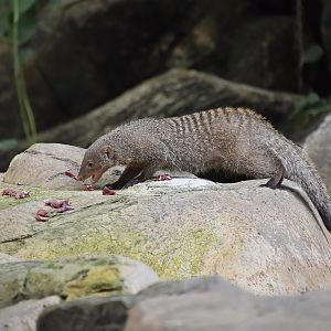 Banded Mongoose (Mungos mungo) snacking
