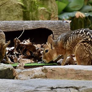 Patagonian Mara (Dolichotis patagonum)