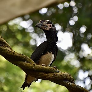 Trumpeter Hornbill (Bycanistes bucinator) female