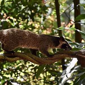 Masked Palm Civet (Paguma larvata)