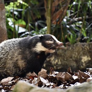Hog Badger (Arctonyx collaris)