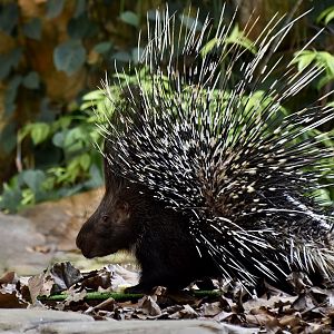 Indian Crested Porcupine (Hystrix indica) displaying