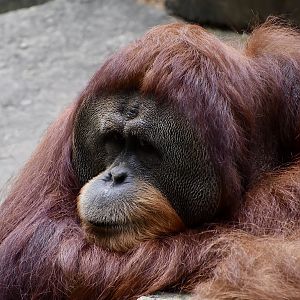 Sumatran Orangutan (Pongo abelii) male