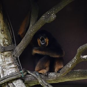 Yellow-Cheeked Gibbon (Nomascus gabriellae)