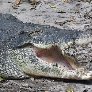Saltwater Crocodile (Crocodylus porosus)