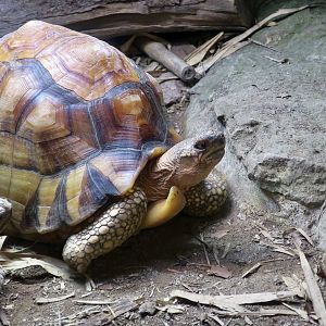 Angonoka Tortoise (Astrochelys yniphora)
