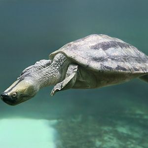 Burmese Roofed Turtle (Batagur trivittata) male