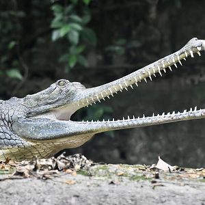 Gharial (Gavialis gangeticus) female