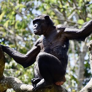 Chimpanzee (Pan troglodytes)