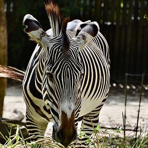 Grevy's Zebra (Equus grevyi)