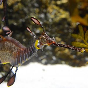 Weedy Seadragon (Phyllopteryx taeniolatus)