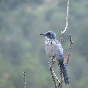 Woodhouse's Scrub Jay