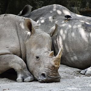 Southern White Rhinoceros (Ceratotherium simum simum)