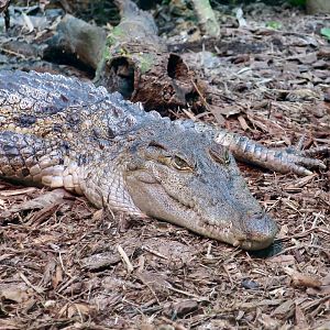 Philippine Crocodile (Crocodylus mindorensis)