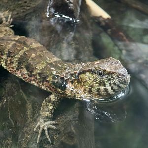 Chinese Crocodile Lizard (Shinisaurus crocodilurus)
