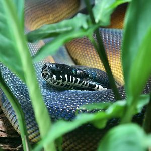 D'Albert's Python (Leiopython albertisii)
