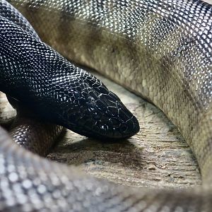 Black-Headed Python (Aspidites melanocephalus)