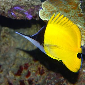 Real Longnose Butterflyfish (Forcipiger longirostris)