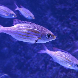 Striped Large-eye Bream (Gnathodentex aureolineatus)